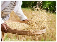 Provision of selling Paddy / Rice from home.